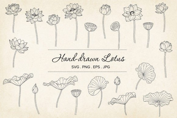 Vector Lotus SVG Bundle, Hand-drawn: A Practical Guide for Creators